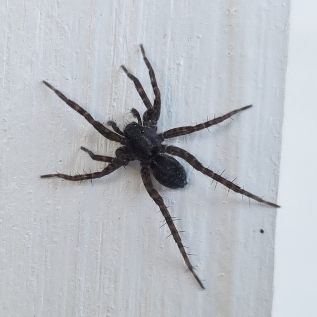 Pardosa