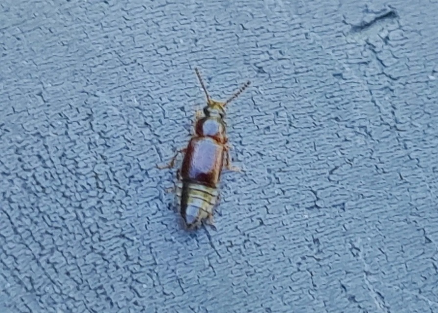 Phyllodrepa floralis - virágkedvelő barázdásholyva