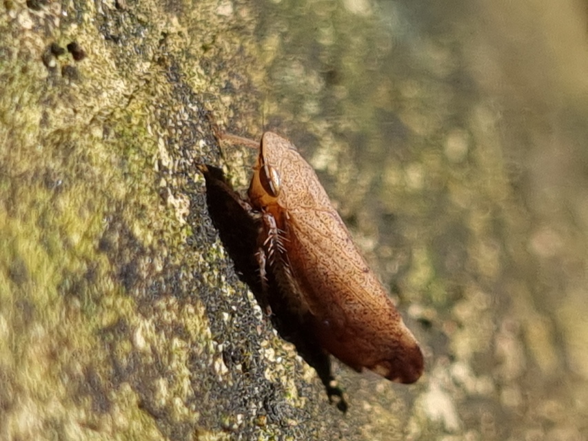 Fieberiella florii