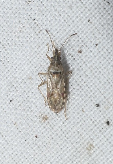 Belonochilus numenius - amerikai platánbodobács