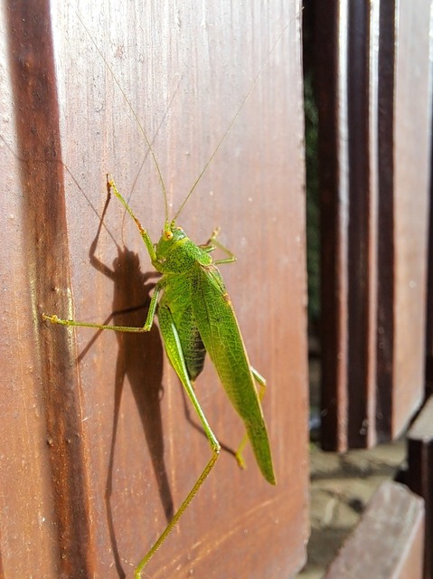 Phaneroptera nana - pontozott repülőszöcske