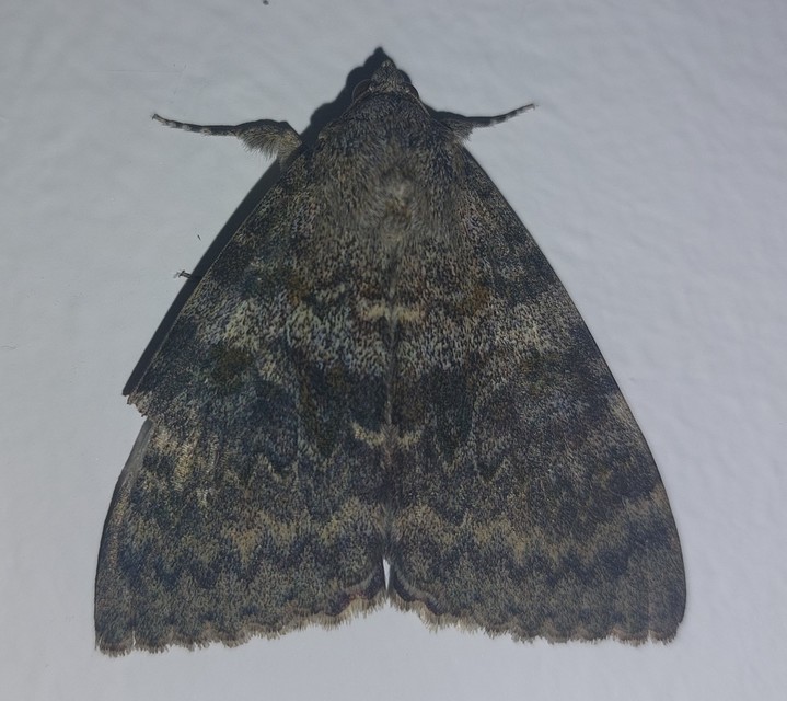 Catocala elocata - közönséges övesbagoly