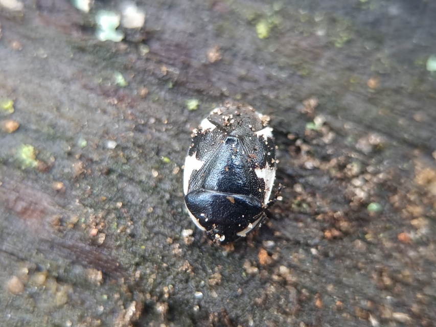 Tritomegas sexmaculatus - hatfoltos földipoloska
