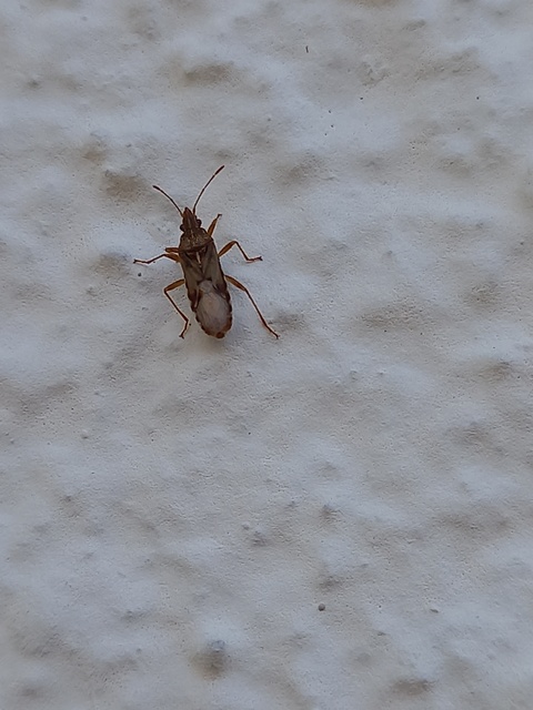 Belonochilus numenius - amerikai platánbodobács