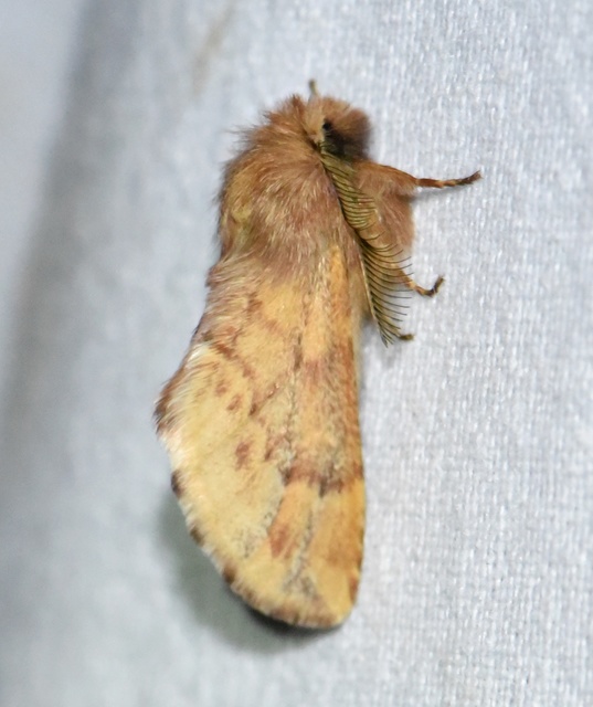 Ptilophora plumigera - tollas púposszövő