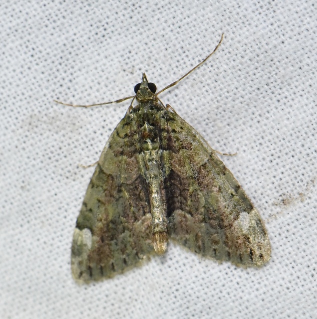 Chloroclysta siterata - salátazöld araszoló
