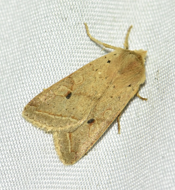 Leptologia macilenta - gyertyán-őszibagoly