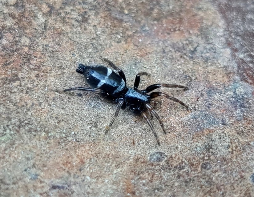 Aphantaulax cincta