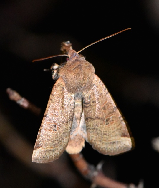 Conistra veronicae - veronika-őszibagoly