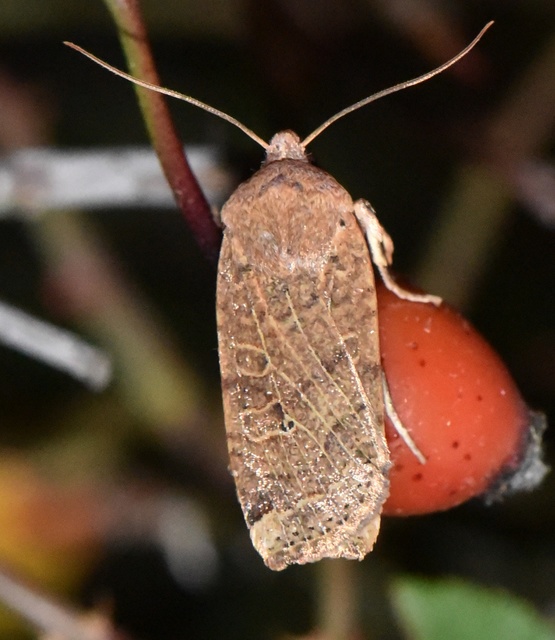 Conistra veronicae - veronika-őszibagoly