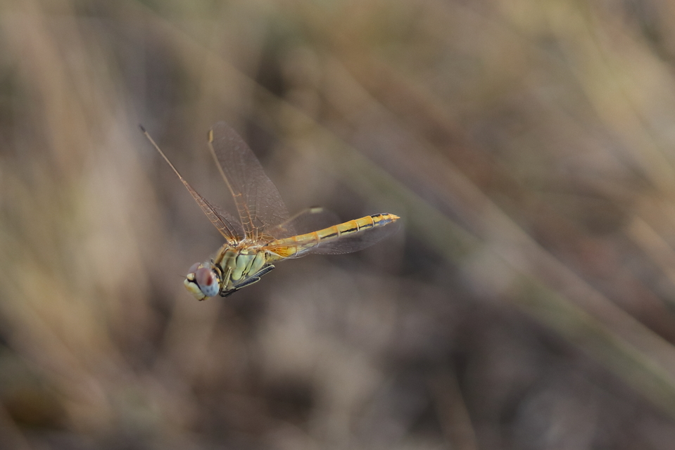 Sympetrum fonscolombii - vándor katona-szitakötő