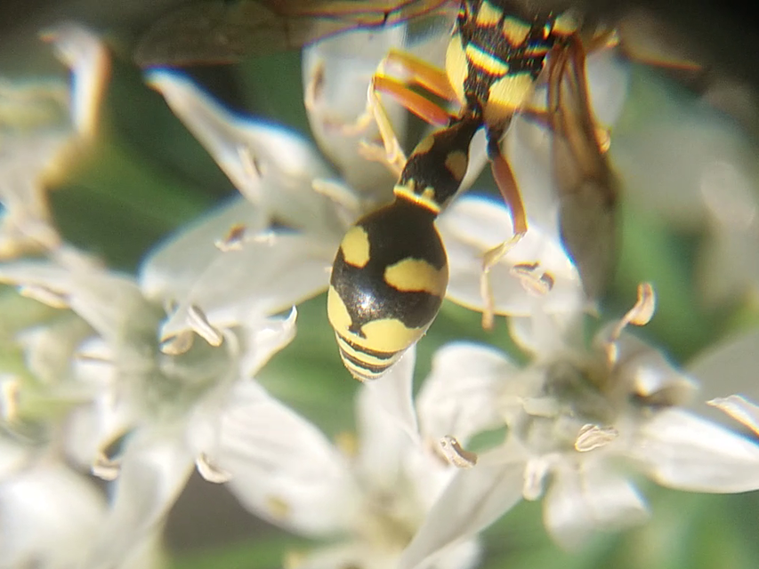 Eumenes dubius