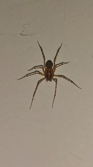 Scytodes thoracica - közönséges csupaszpók