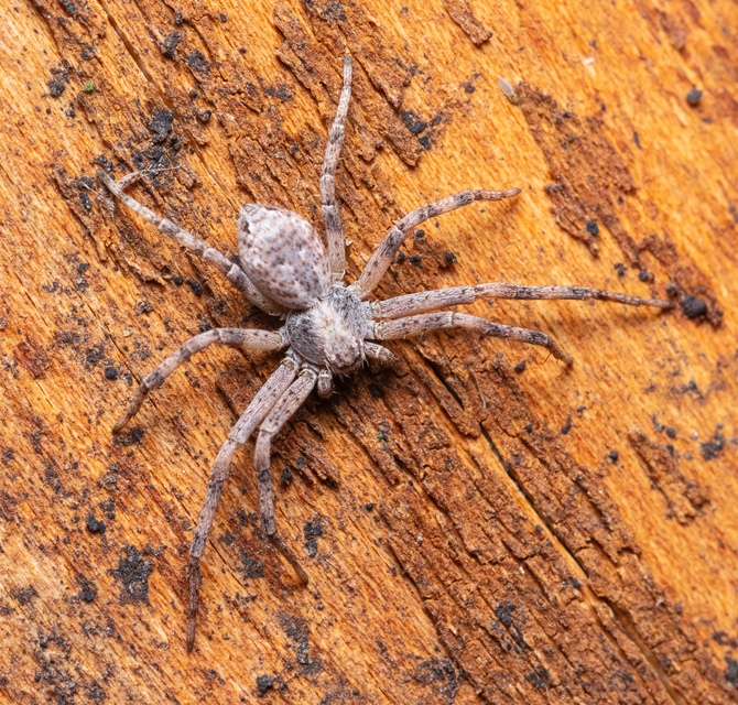 Araneae - Pókok