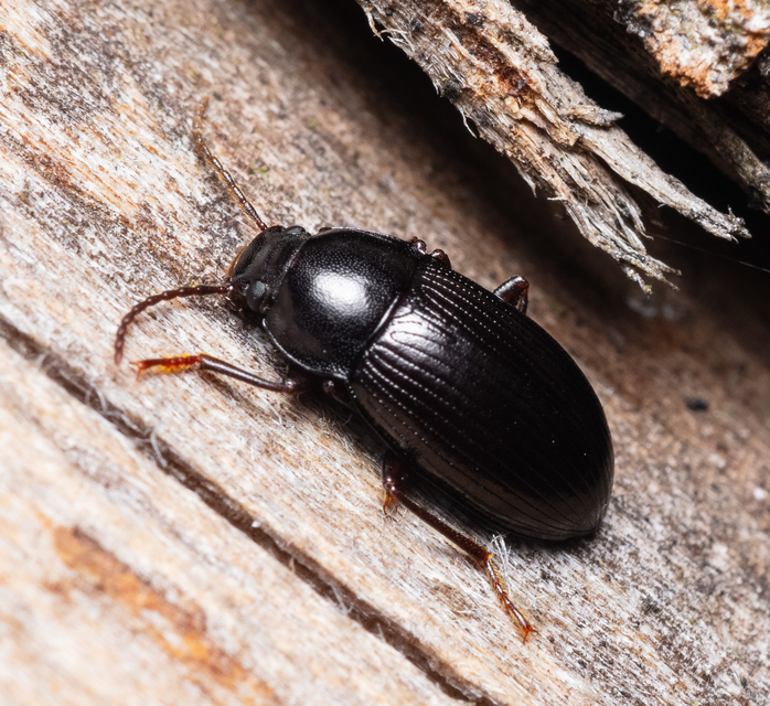Nalassus dermestoides - rövidszárnyú gyászbogár