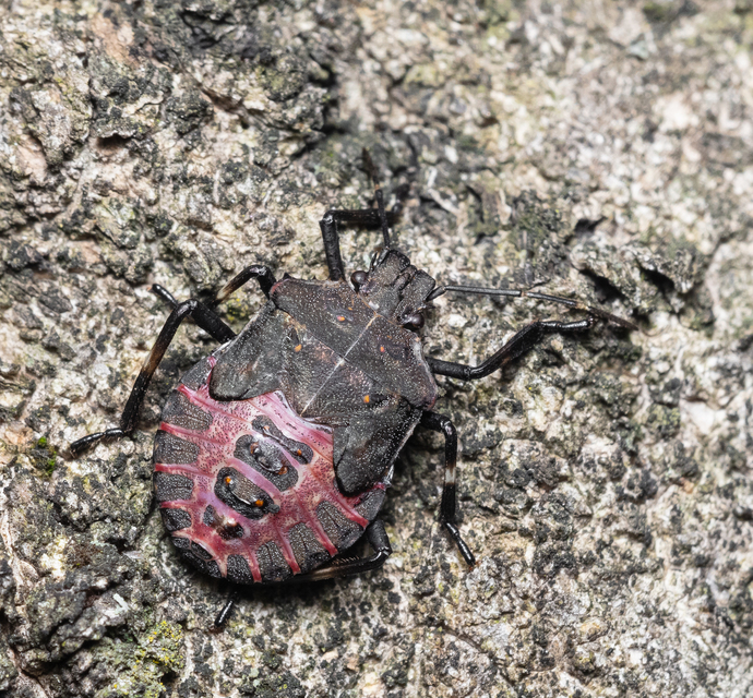 Halyomorpha halys - ázsiai márványospoloska