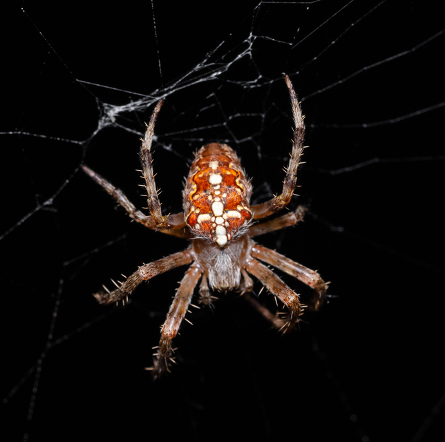 Araneae - Pókok