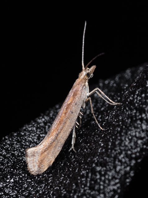 Plutella xylostella - káposztamoly