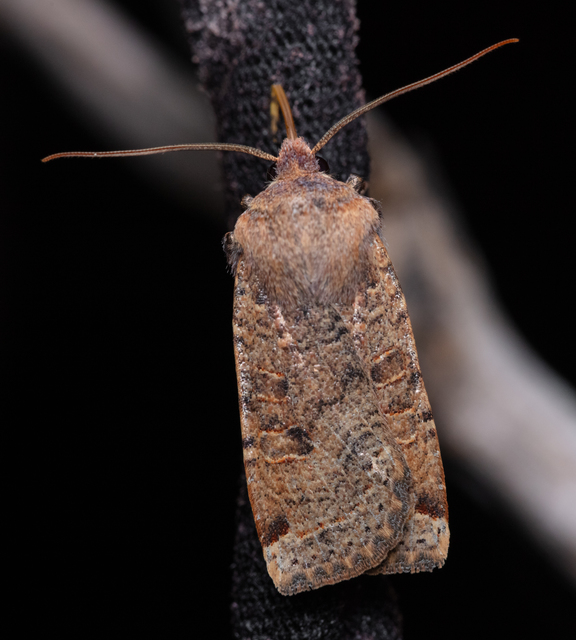 Conistra veronicae - veronika-őszibagoly