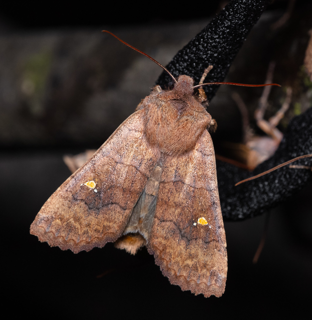 Eupsilia transversa - holdacskás télibagoly