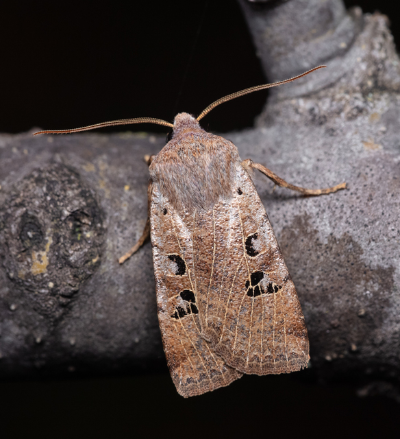 Conistra rubiginosa - szürke télibagoly