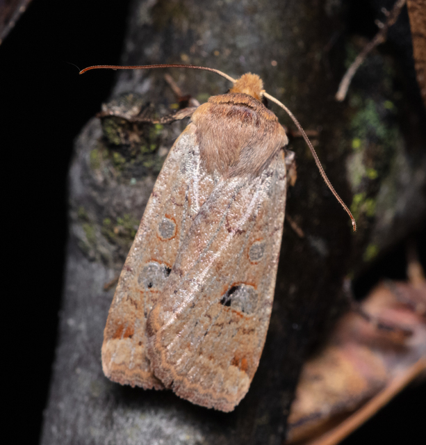 Conistra erythrocephala - vörösfejű őszibagoly