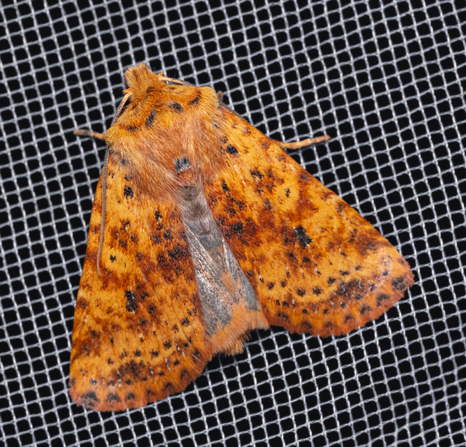 Conistra rubiginea - vörös őszibagoly