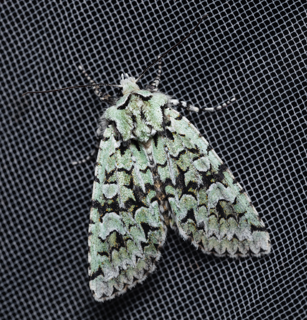 Griposia aprilina - őszi zöldbagoly