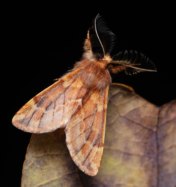 Ptilophora plumigera - tollas púposszövő