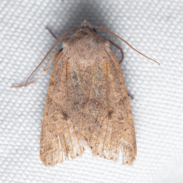 Propenistra laevis - könnyű őszibagoly