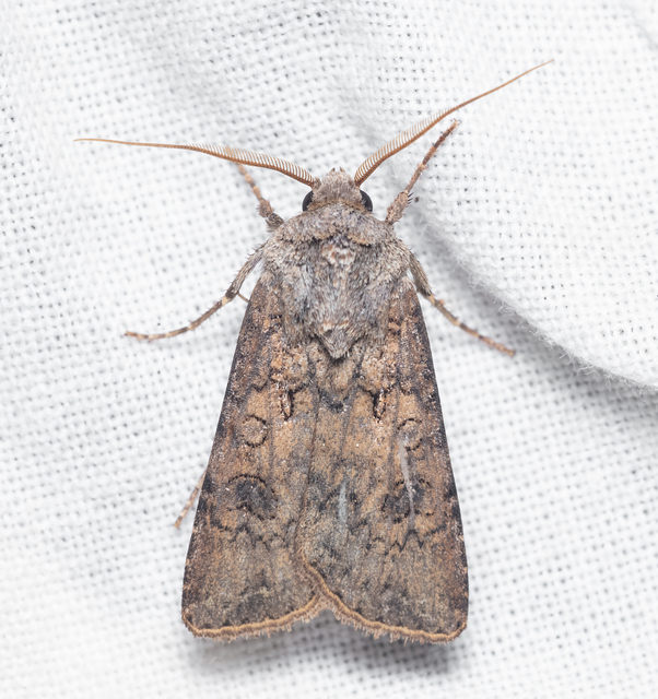 Agrotis segetum - vetési földibagoly