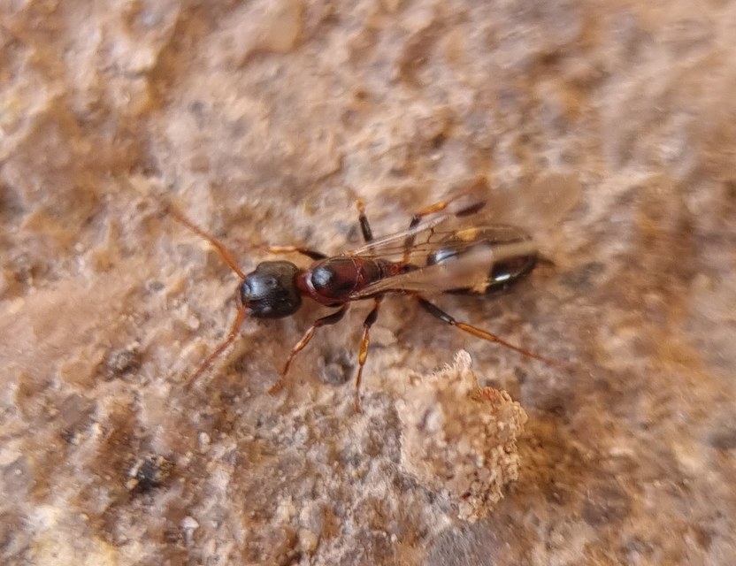Dolichoderus quadripunctatus - négypettyes erdeihangya