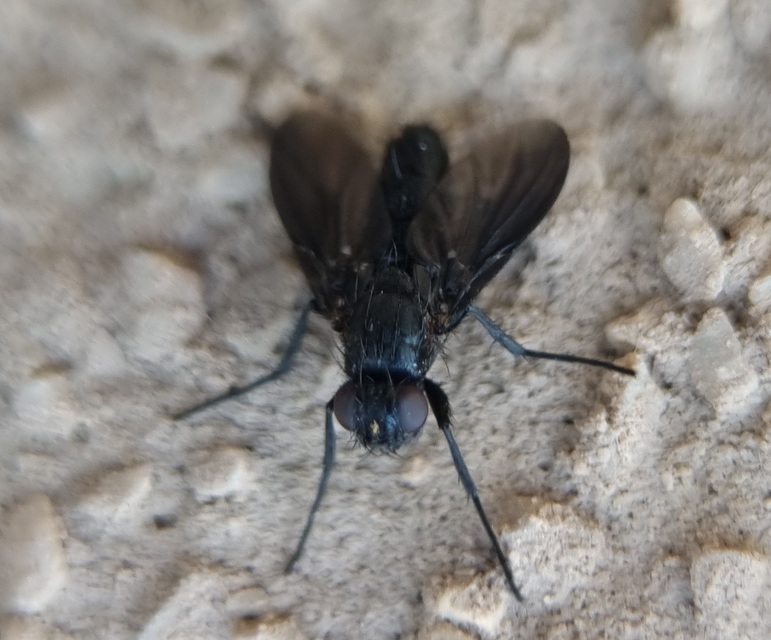 Melanophora roralis