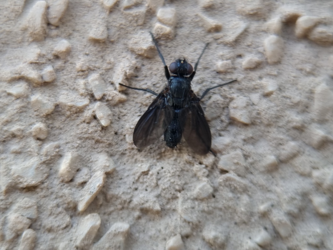 Melanophora roralis