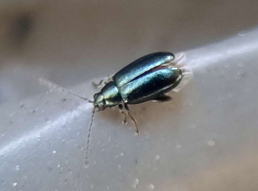 Phyllotreta nigripes - feketecsápú káposzta-földibolha