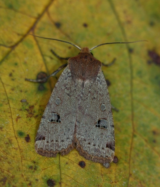 Conistra erythrocephala - vörösfejű őszibagoly