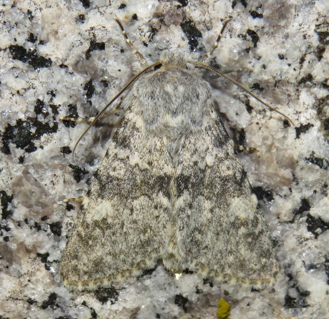 Polymixis rufocincta isolata - magyar tarkabagoly