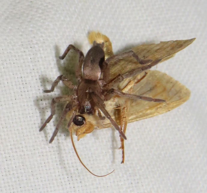 Drassodes/Drassodex