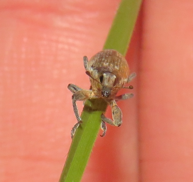 Lixus vilis - gémorr-dudvabarkó