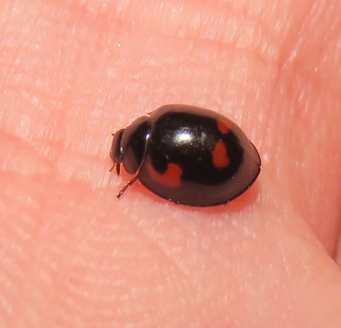 Exochomus quadripustulatus - négyfoltos szerecsenkata