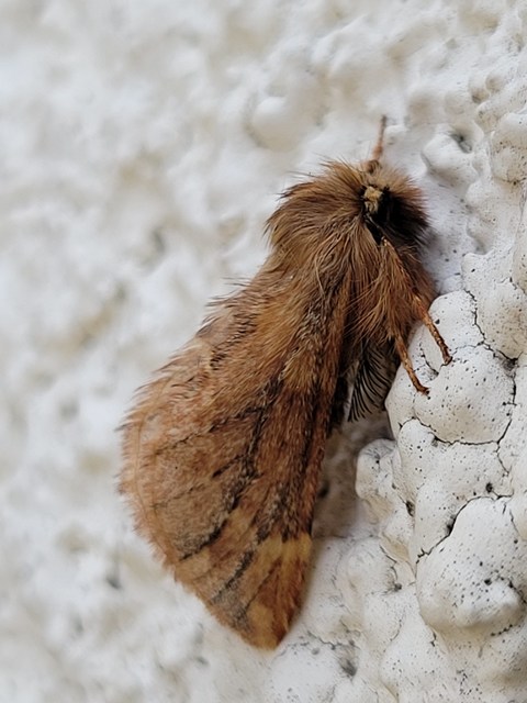 Ptilophora plumigera - tollas púposszövő