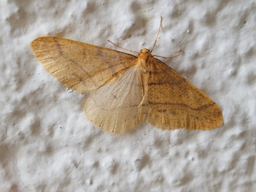 Agriopis aurantiaria - aranysárga téliaraszoló