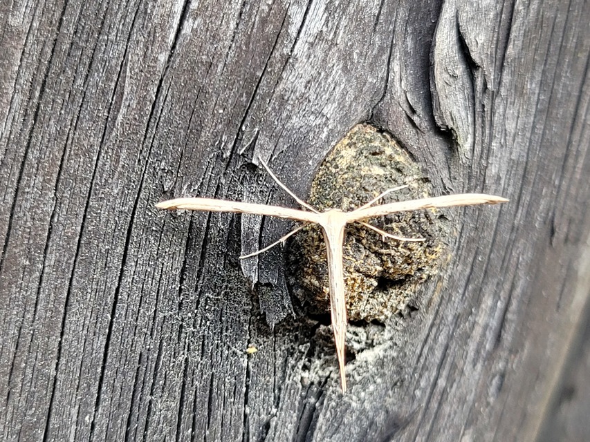 Emmelina monodactyla/argoteles