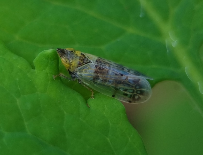 Japananus hyalinus