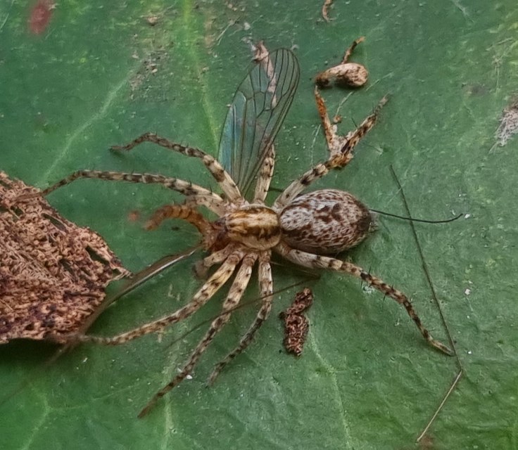 Anyphaena accentuata - jegyespók
