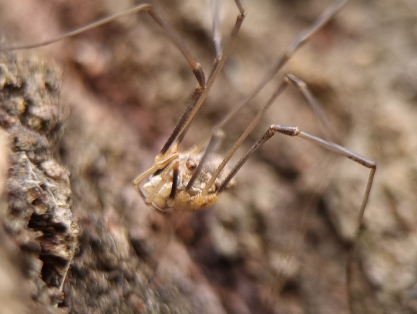 Phalangium opilio