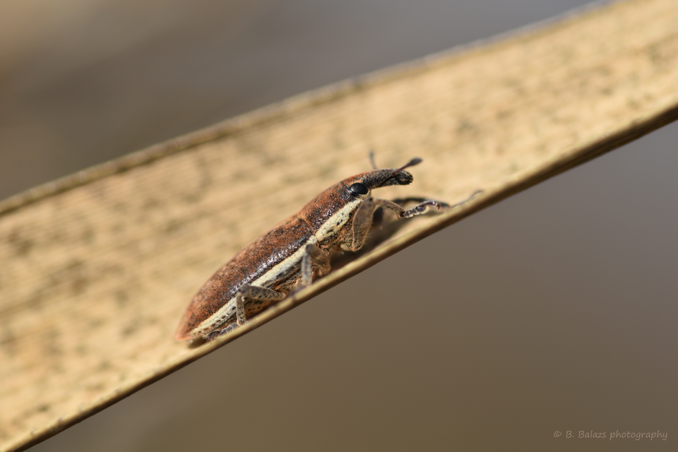 Lixus ochraceus - retek-dudvabarkó