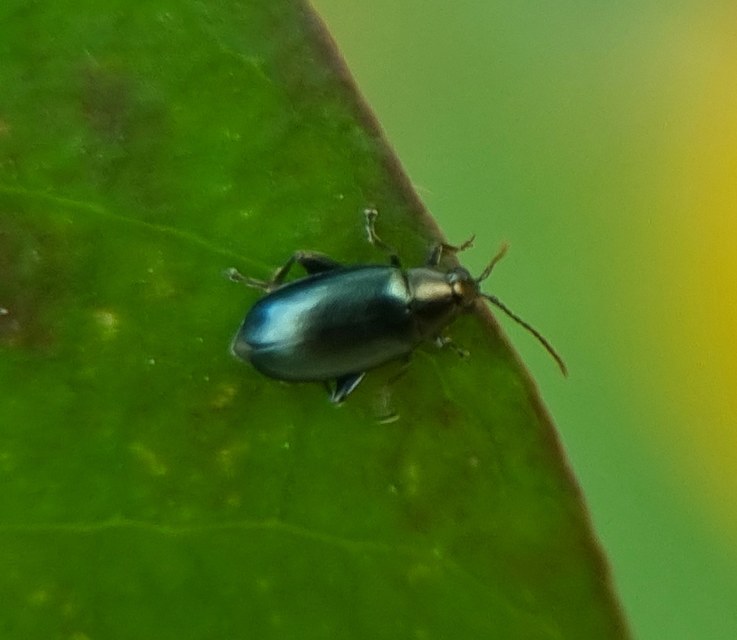Phyllotreta nigripes - feketecsápú káposzta-földibolha