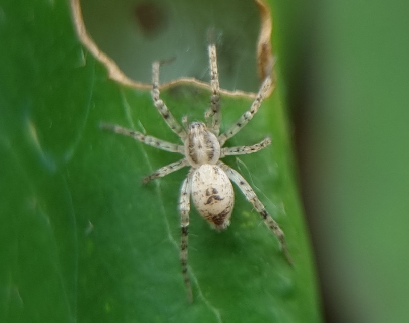 Anyphaena accentuata - jegyespók