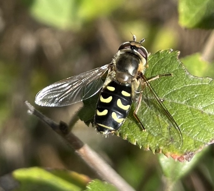 Scaeva selenitica - sárga nagyhomlokúlégy